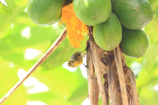 Бонин Honeyater (Apalopteron familiare) на острове Огсавара, Япония — стоковое фото