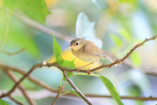 Japanese Bush Warbler (Horornis diphone diphone) — Stock Photo, Image
