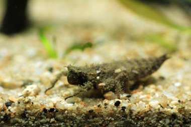 Altın halkalı yusufçuk (Anotogaster Kuşatması)