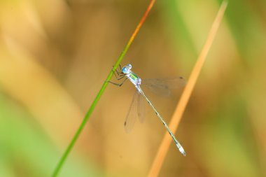 Zümrüt kızböcekleri veya ortak Spreadwing (Lestes sponsa) yusufçuk Japonya'da