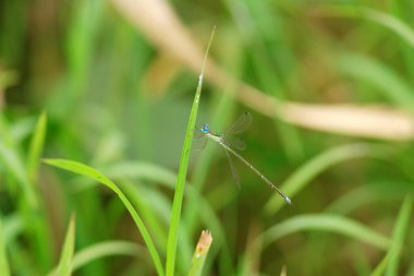 Japonya'da Japon Emerald kızböcekleri (Lestes japonicus)