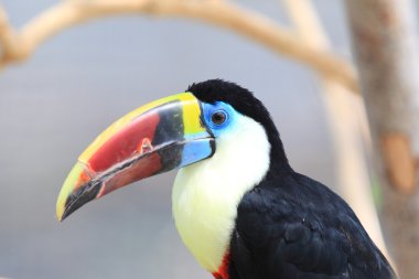 Beyaz boğazlı Toucan (Ramphastos tucanus)