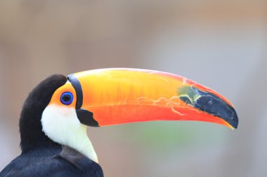 Toco Toucan (Ramphastos toco)