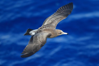 Japonya uçan martı (Larus xanthogastra) siyah-kuyruk