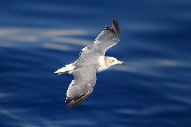 Japonya uçan martı (Larus xanthogastra) siyah-kuyruk