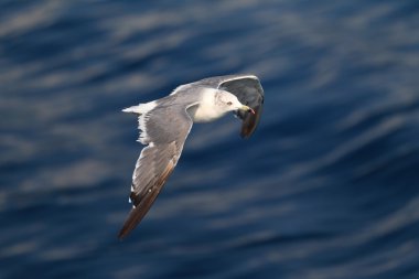 Japonya uçan martı (Larus xanthogastra) siyah-kuyruk