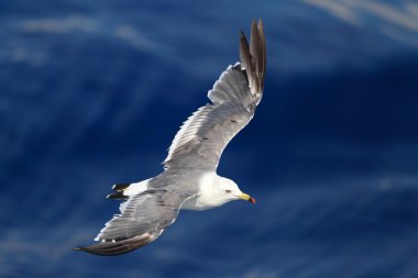 Japonya uçan martı (Larus xanthogastra) siyah-kuyruk