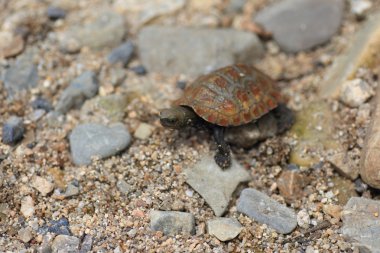 Japon gölet kaplumbağa (Mauremys japonica) Japonya'da genç