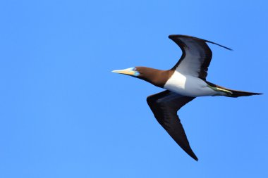 Japonya 'da kahverengi meme (Sula leucogaster)