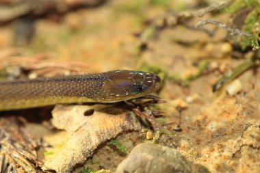 Japonya garip-Terazi yılan (Achalinus spinalis)