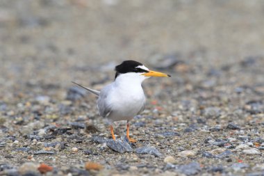 küçük sumru (sterna albifrons), Japonya'nın iç içe geçirme