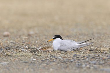 küçük sumru (sterna albifrons), Japonya'nın iç içe geçirme