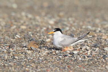 küçük sumru (sterna albifrons), Japonya'nın iç içe geçirme