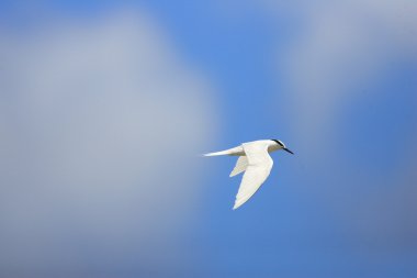 Japonya'da siyah enseli sumru (Sterna sumatrana)