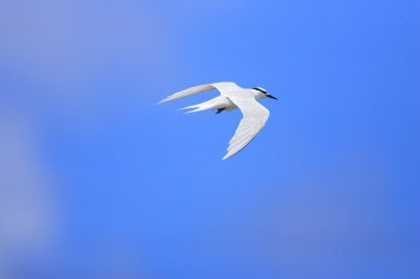 Japonya'da siyah enseli sumru (Sterna sumatrana)