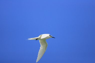 Japonya'da siyah enseli sumru (Sterna sumatrana)