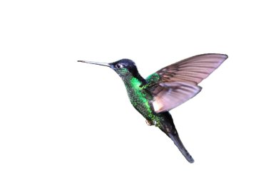 Buff kanatlı starfrontlet (coeligena lutetiae), yanacocha resorve, ecuador