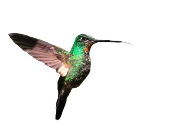 Sur şehrine ait metaltail (metallura tyrianthina) yanacocha resorve, ecuador (beyaz arka plan olarak)