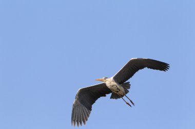 Gri balıkçıl (Ardea cinerea) Japonya'da iç içe geçirme