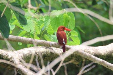 erkek kırmızı yalıçapkını (halcyon coromanda), dal üzerinde renkli kırmızı kingfisher