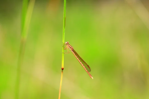 西伯利亚 Winterdam selfly (Sympecma paedisca) 在日本 — 图库照片