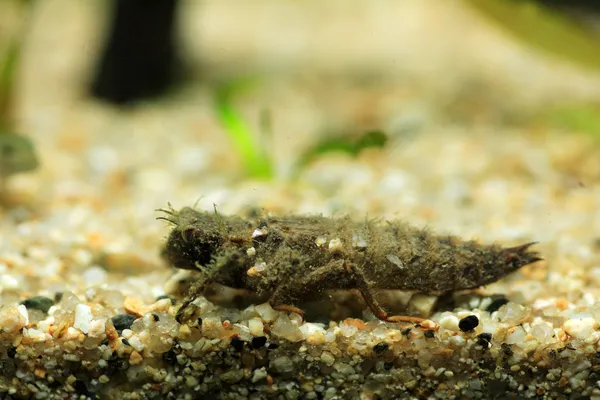 Guldringad trollslända (Anotogaster sieboldii)) — Stockfoto