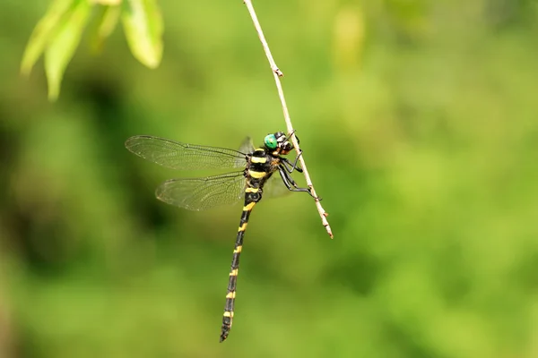 金翅蜻蜓(Anotogaster sieboldii)) — 图库照片