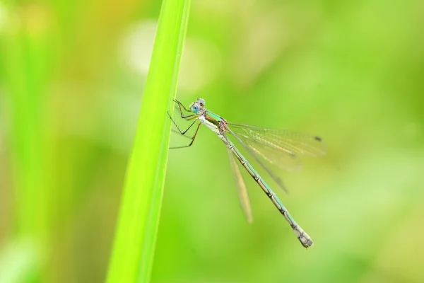 Σμαραγδένια Damselfly ή κοινή dragonfly Spreadwing (Lestes sponsa) στην Ιαπωνία — Φωτογραφία Αρχείου
