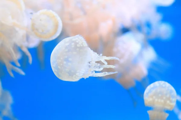 Papua jelly, Gevlekte gelei, lagune gelei (mastigias Papoea-) — Stockfoto