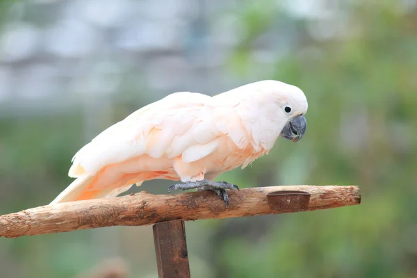 Cacatua-de-crista-salmão (Cacatua moluccensis) na Indonésia — Fotografia de Stock