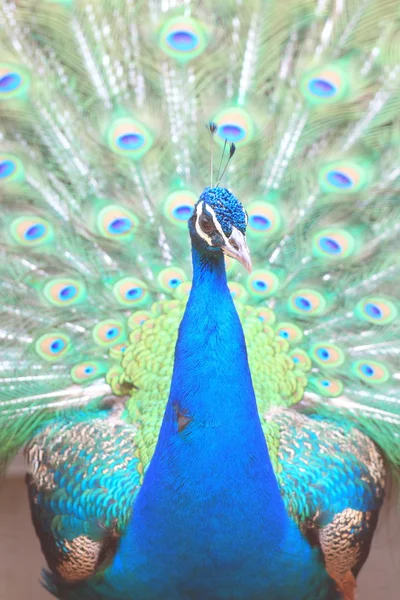 Beautiful spread of a peacock. — Stock Photo, Image