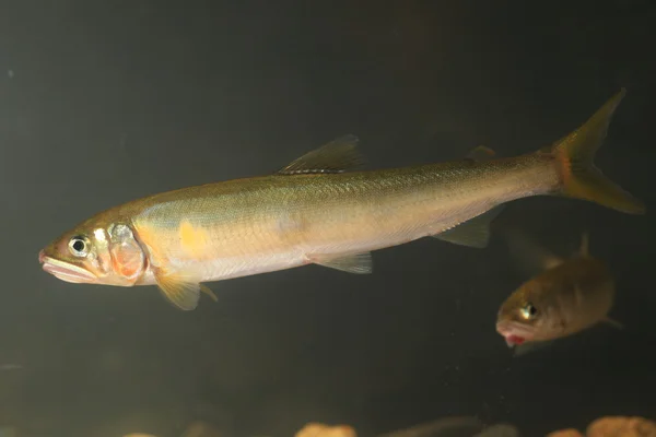 Japonya'da Ayu balık (Plecoglossus altivelis)