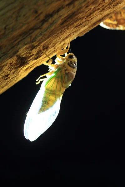 Transformation de la Cicada (Cryptotympana facialis) au Japon — Photo