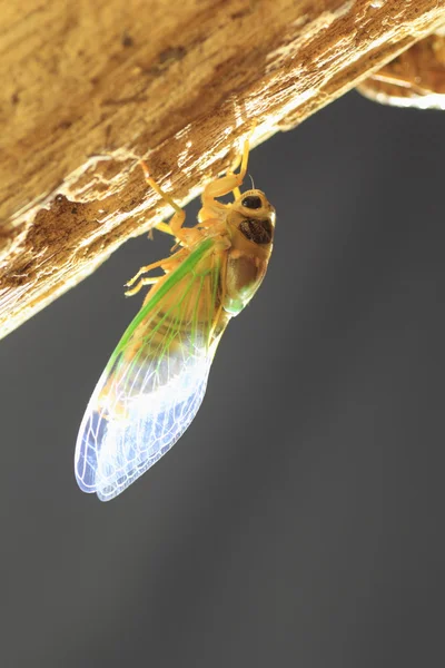 Transformación de Cicada (Cryptotympana facialis) en Japón —  Fotos de Stock