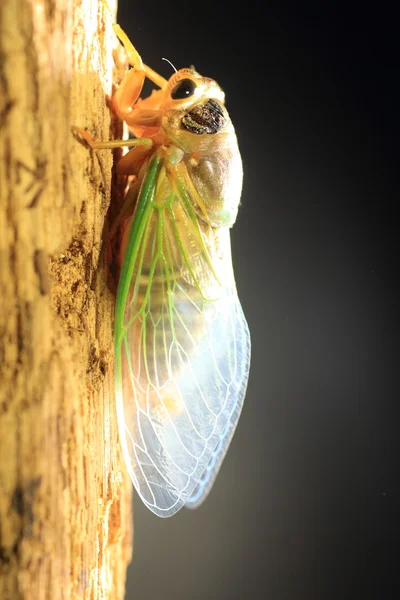 Transformação Cicada (Cryptotympana facialis) no Japão — Fotografia de Stock