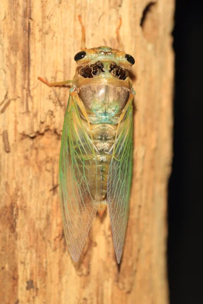 Zikaden-Verwandlung (cryptotympana facialis) in Japan — Stockfoto