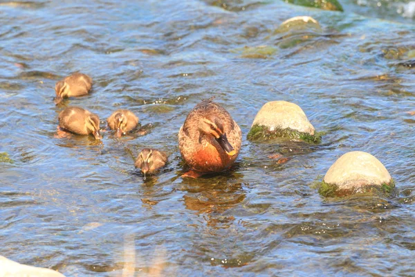 Canard à bec ponctuel parent et enfant — Photo