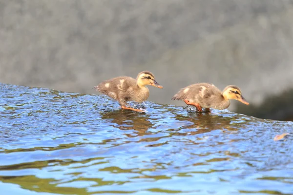 Pato de facturación puntual padre e hijo — Foto de Stock