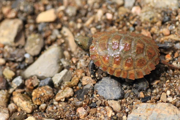 Japonês lagoa tartaruga (Mauremys japonica) jovem no Japão — Fotografia de Stock