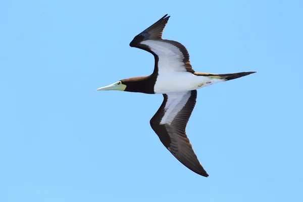 Booby marrón (Sula leucogaster) en Japón — Foto de Stock