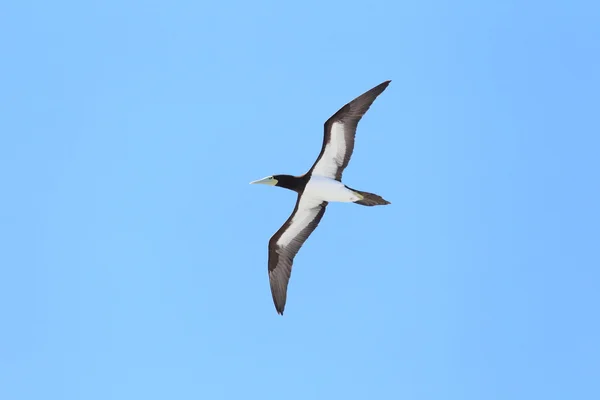 Booby marrone (Sula leucogaster) in Giappone — Foto Stock