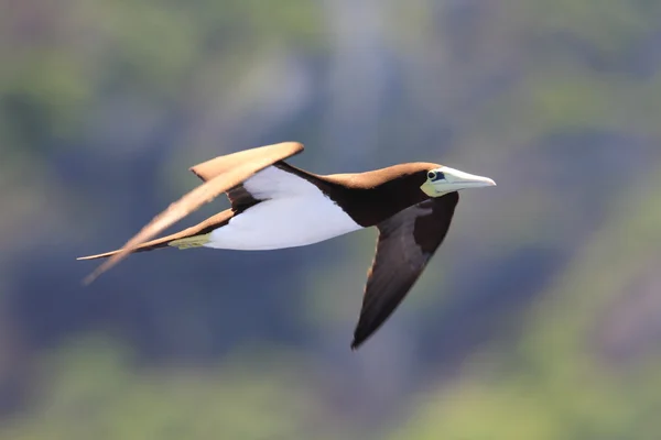 Booby marrone (Sula leucogaster) in Giappone — Foto Stock