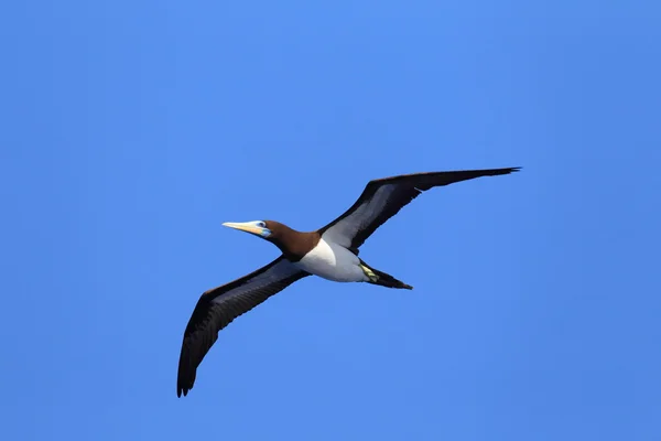 Brun booby (Sula leucogaster) i Japan — Stockfoto