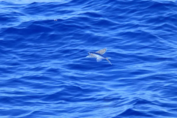 飞行在海面上飞的鱼 — 图库照片