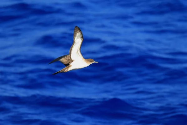 Keilschwanz-Sturmtaucher (Papageitaucher pacificus) in Japan — Stockfoto