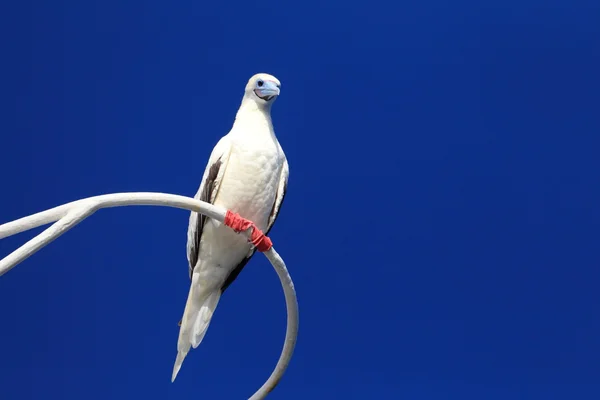 Red-footed Booby (Sula sula) en Japón — Foto de Stock