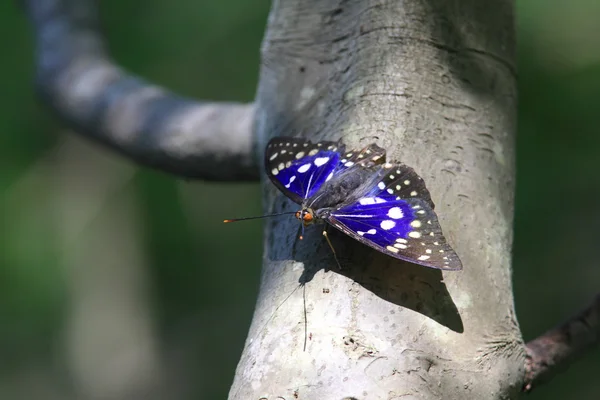 Wielki Imperator fioletowy (Sasakia charonda) w Japonii — Zdjęcie stockowe