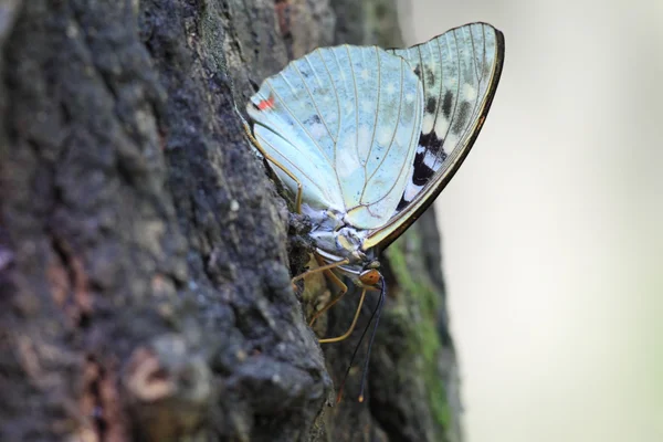 Great purple emperor (Sasakia charonda) in Japan — Stock Photo, Image