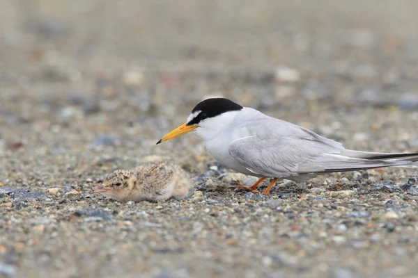 Little Tern (Sterna albifrons) anidando, en Japón — Foto de Stock