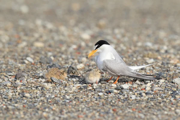 Little Tern (Sterna albifrons) nesting , in Japan — Stock Photo, Image